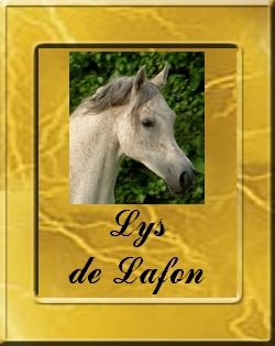 lys_vignette