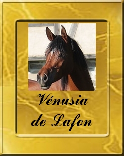VENUSIA_VIGNETTE
