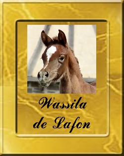 WASSILA-VIGNETTE