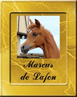 MARCUS-VIGNETTE