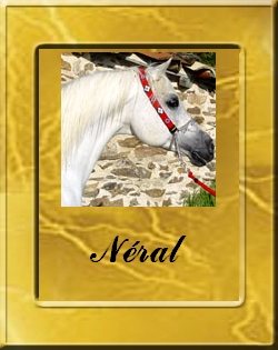 NERAL