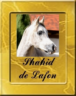 SHAHID-VIGNETTE