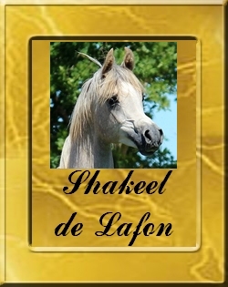 shakeel_vignette
