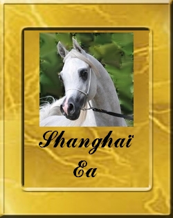 SHANGHAI EA