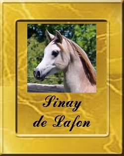 SINAY-VIGNETTE