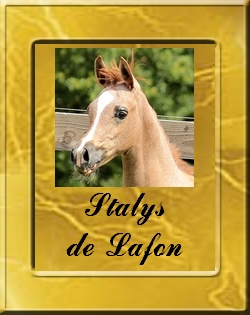 STALYS-VIGNETTE