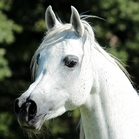 diacira