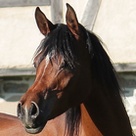 venusia